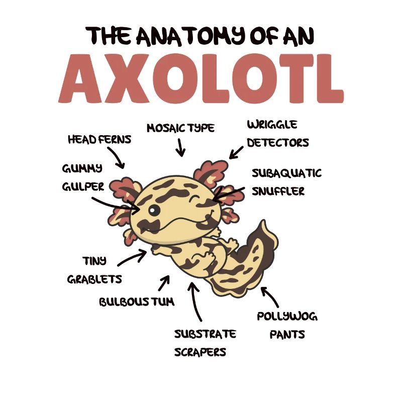 Axolotl Explication Anatomie d’un Axolotl