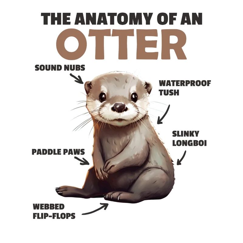 Explication de la loutre douce Anatomie d’une loutre