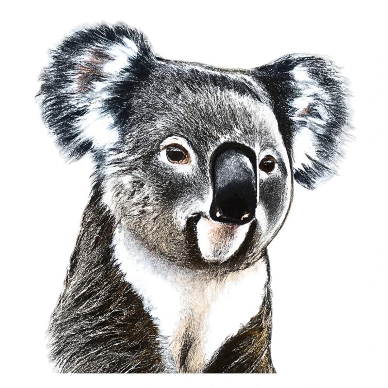 Koala cute cute gift idea koala bear