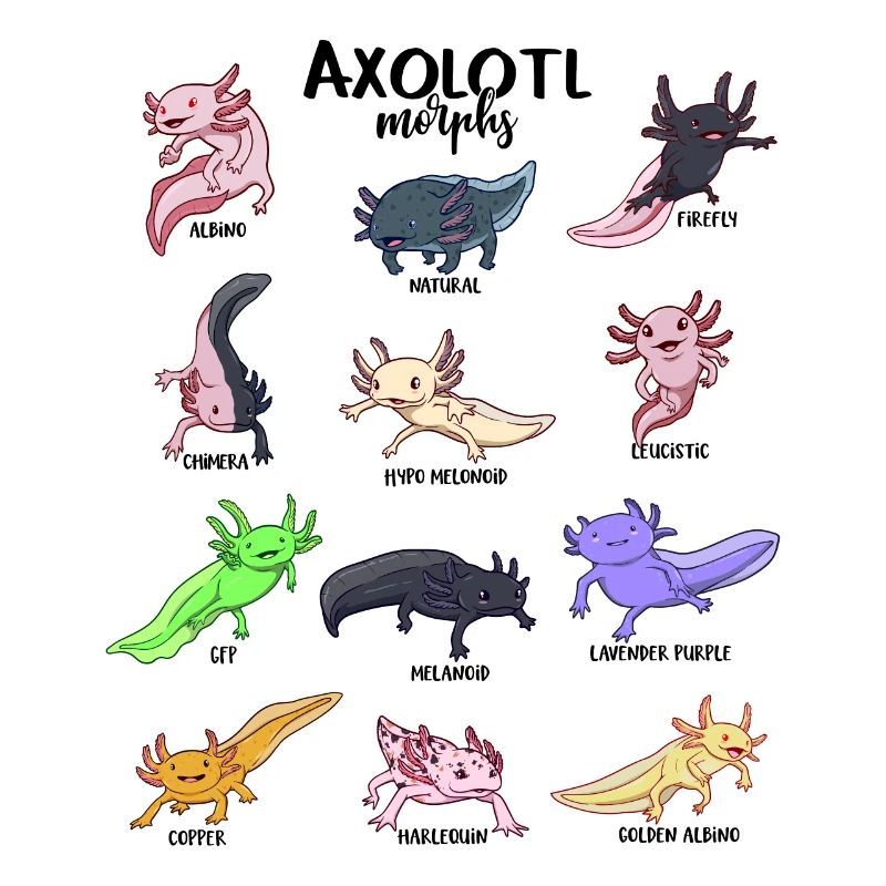 Various Kawaii Axolotls