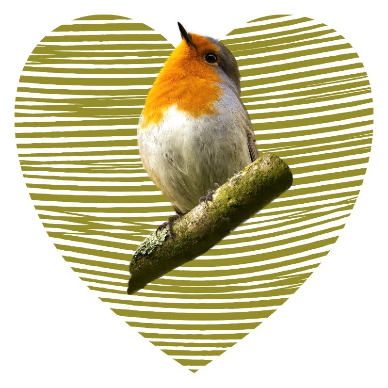 Robin Bird
