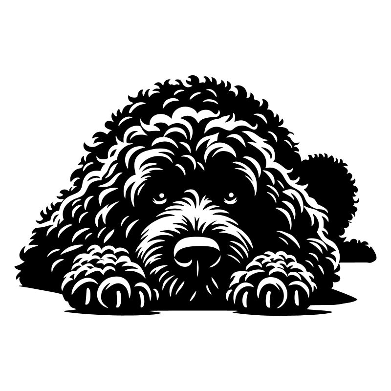 Chien d’Eau Espagnol