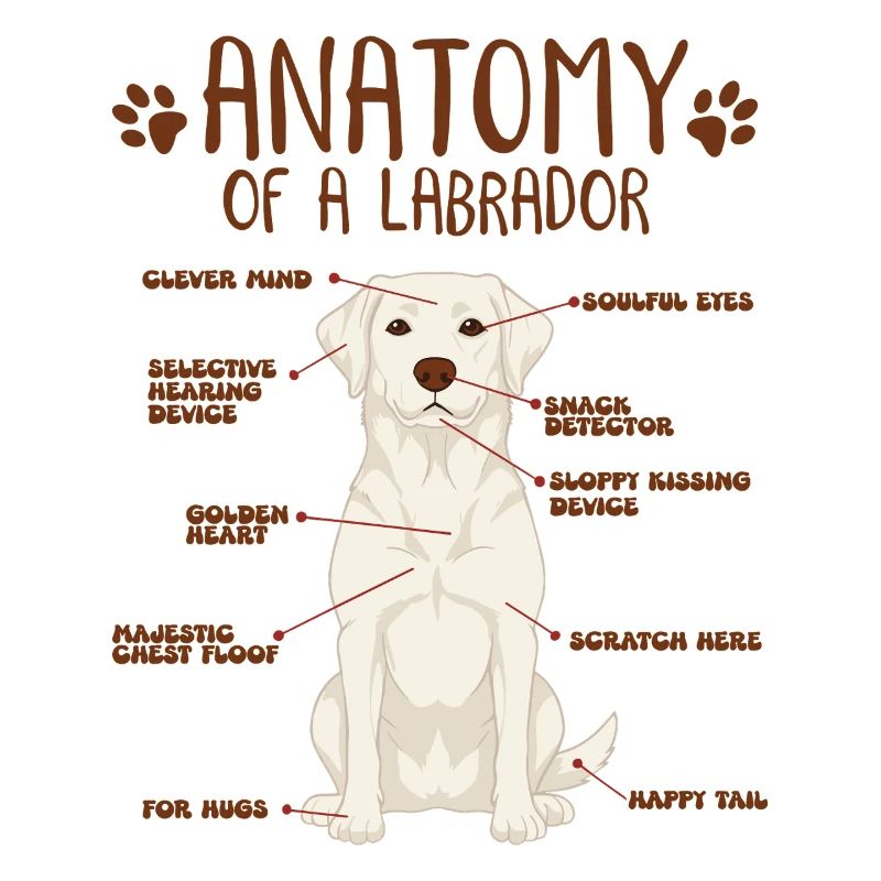 Anatomie eines white Labradors