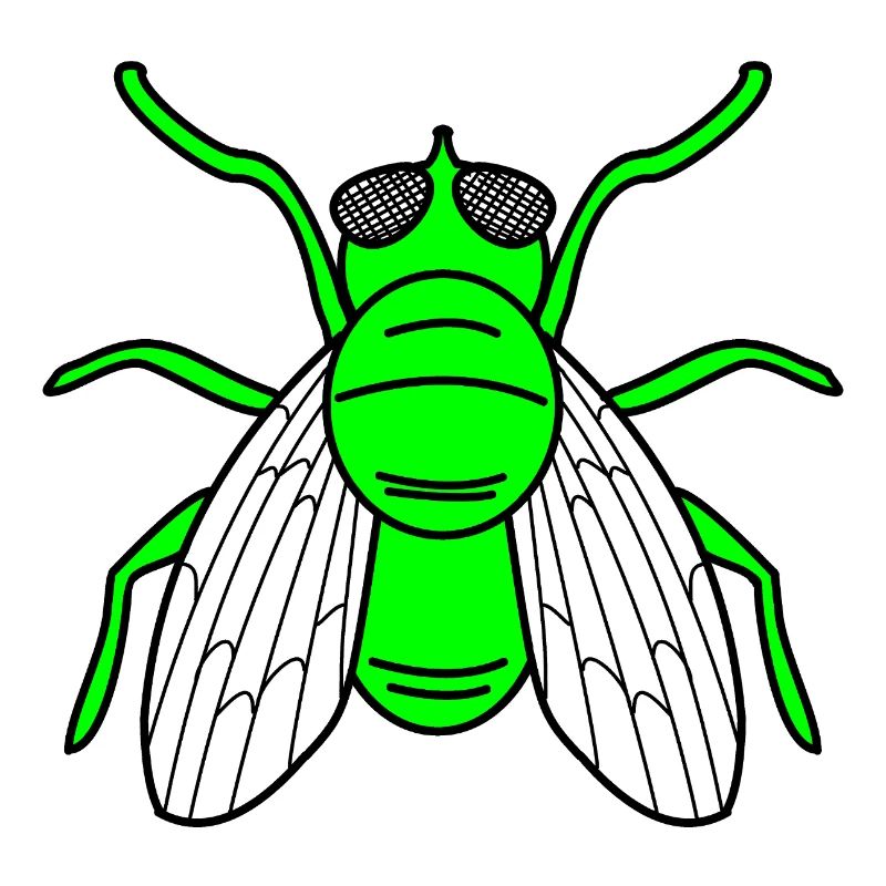Fly