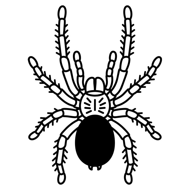 tarantula tarantula