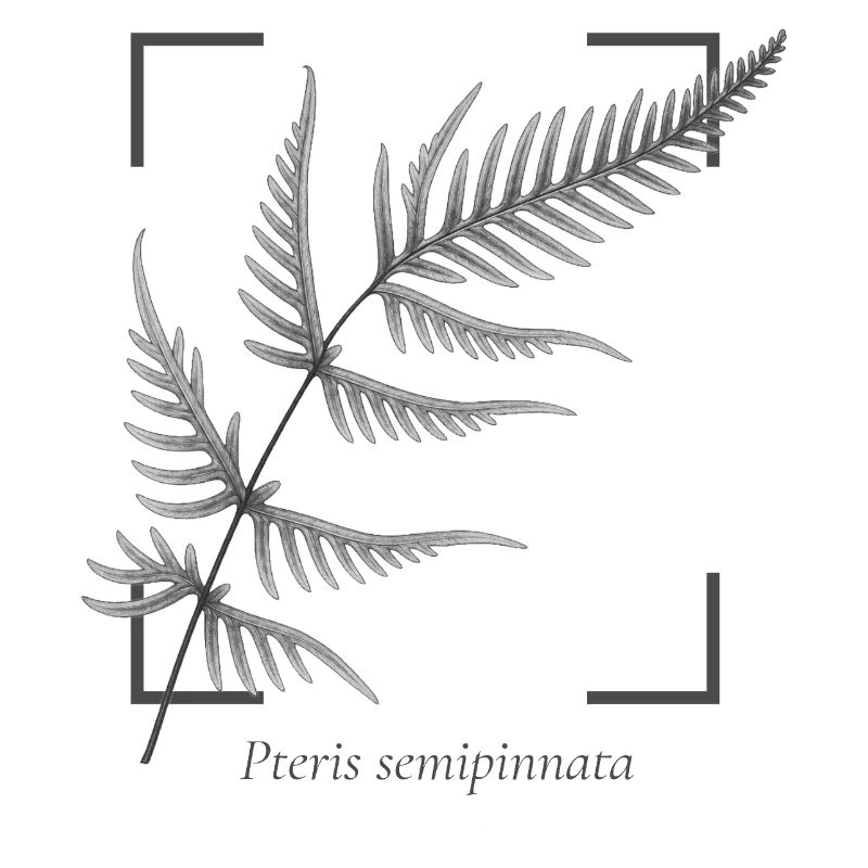 Fern leaf (Pteris semipinnata)
