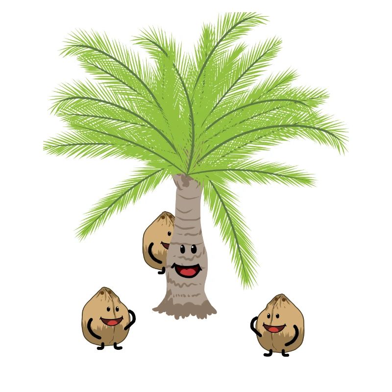 Coconut Palm Trees Nut Nuts Botanical