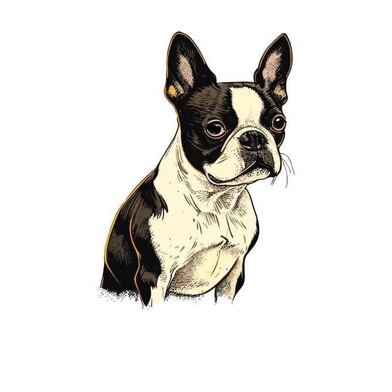 Boston Terrier