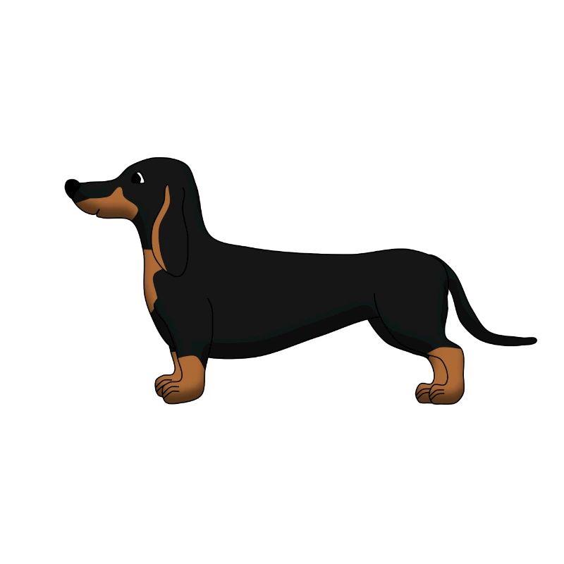 Dachshund black