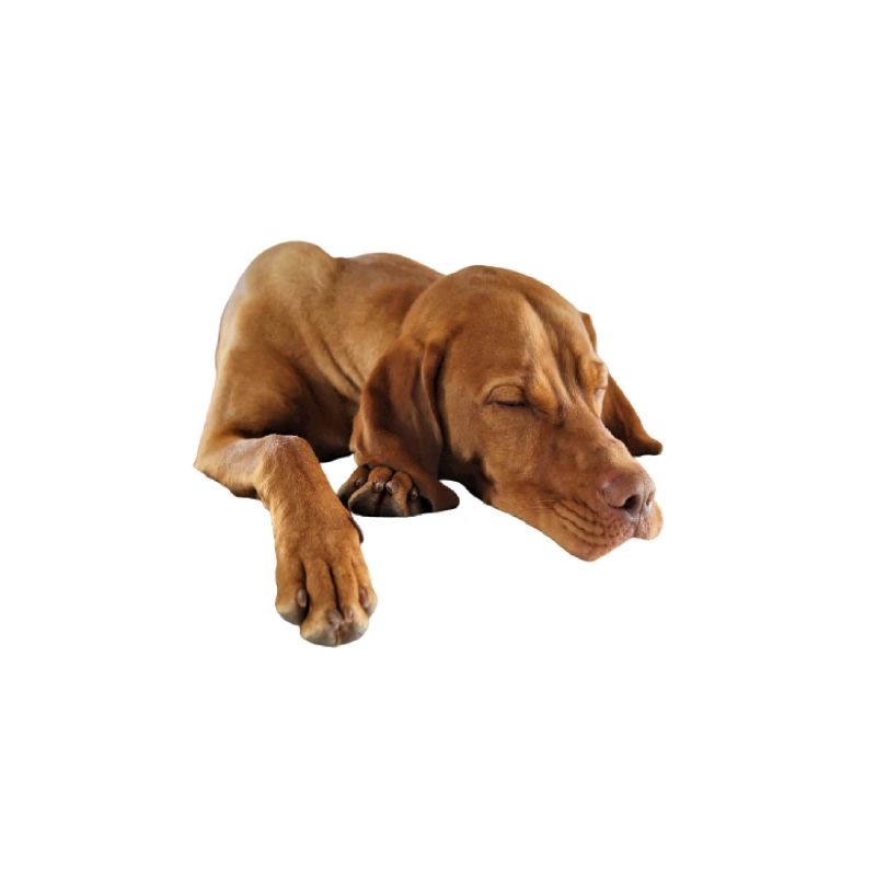 Weimaraner