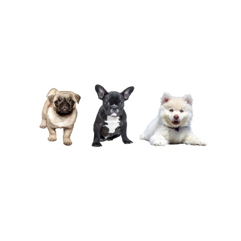 Mops Welpe