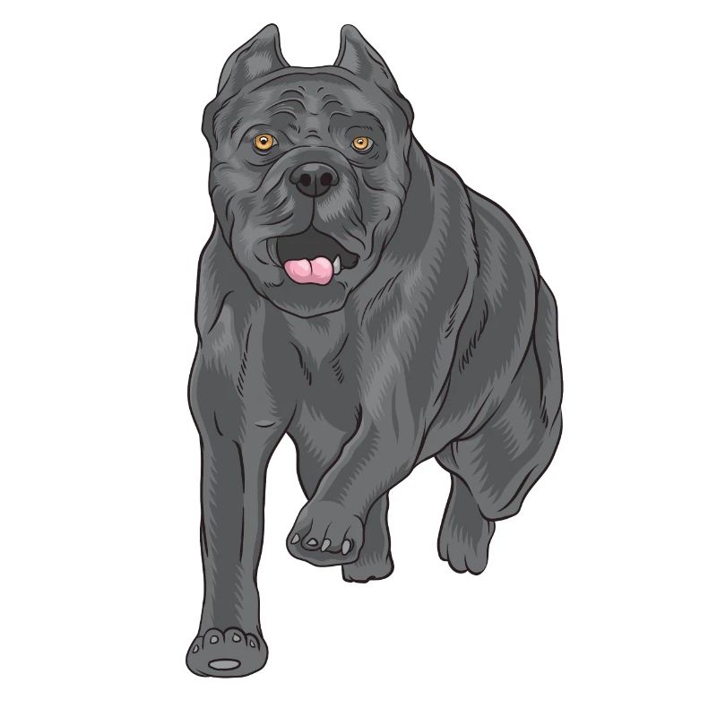 Glücklicher Cane Corso