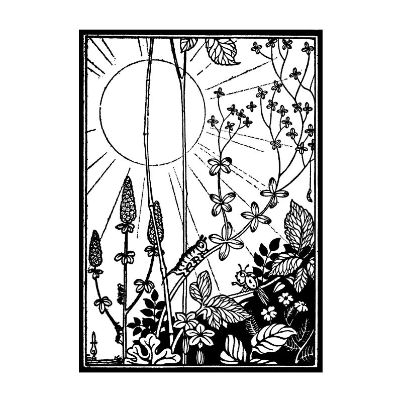 Sun & Bugs