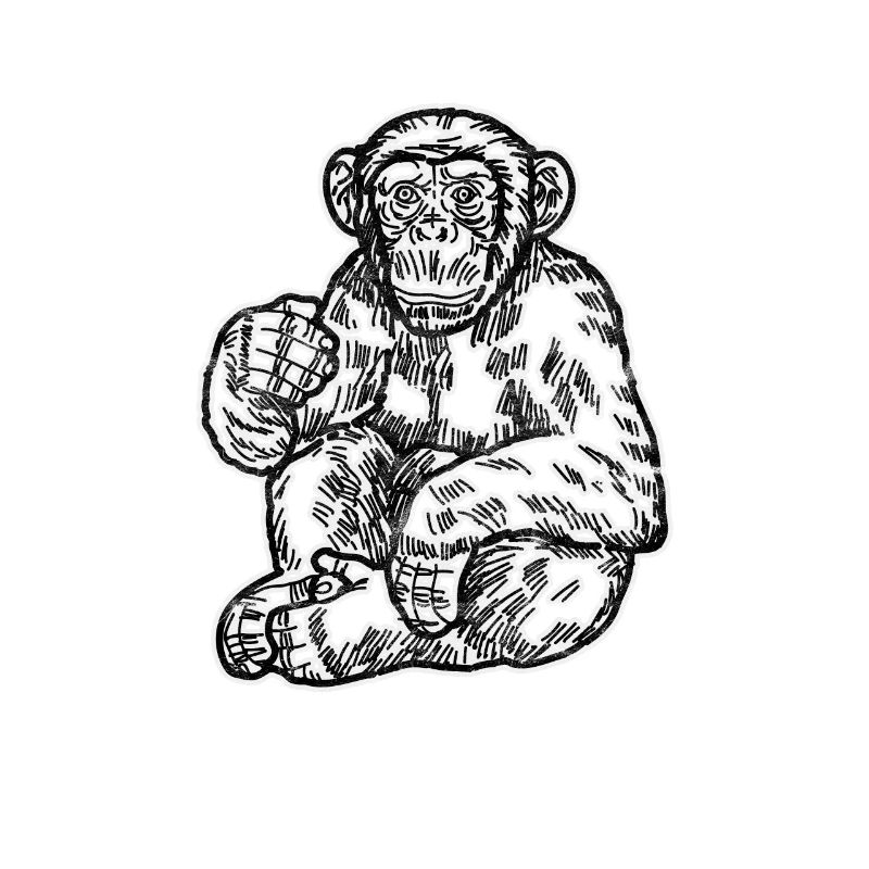 Monkey primate chimpanzee