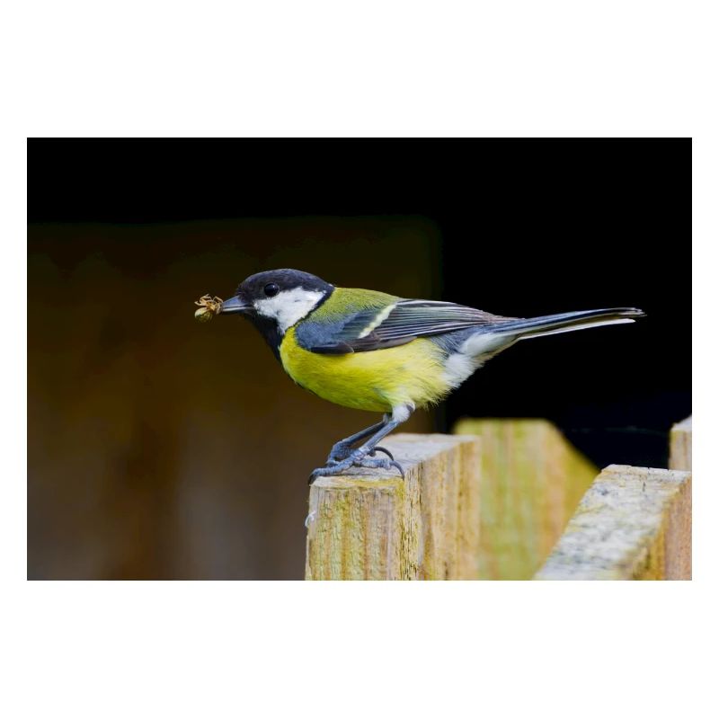 Great Tit with Spider