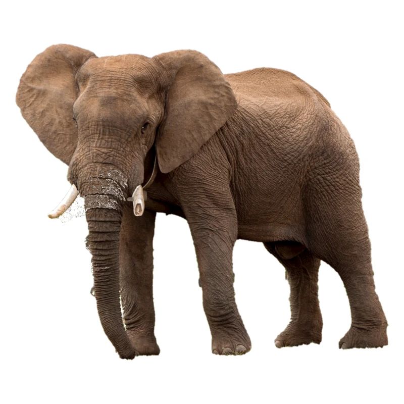 Éléphant