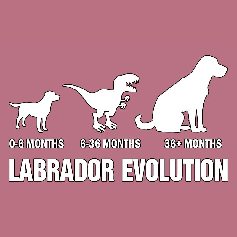 Évolution du Labrador