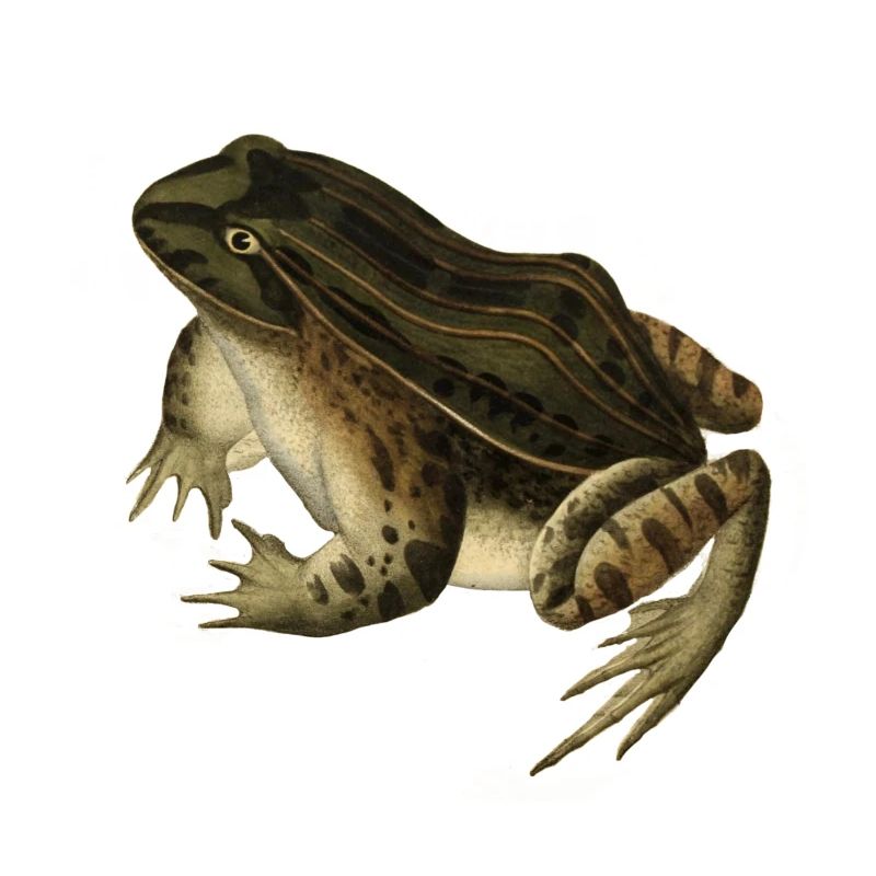 frog toad toad frog illustration drawing vintage