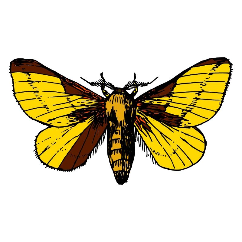 papillon de nuit