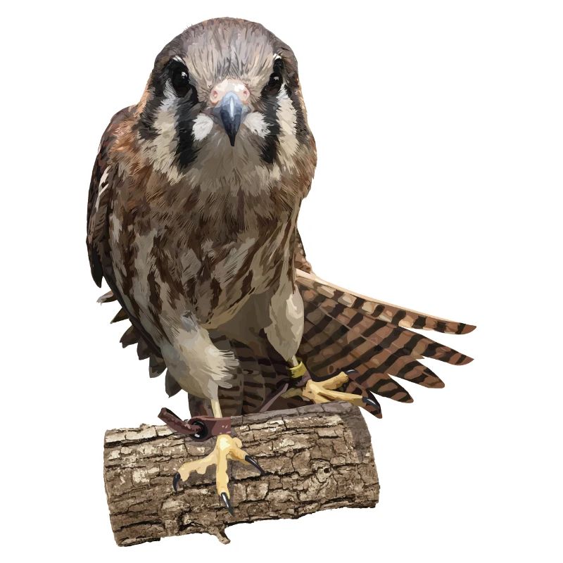 Crécerelle