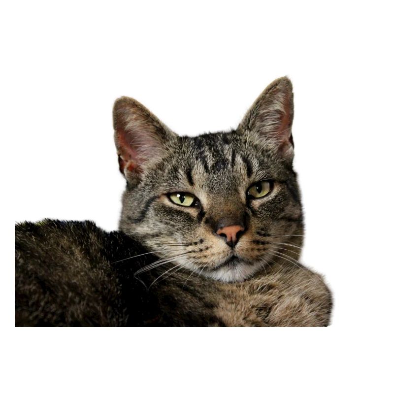 Cat Kitten