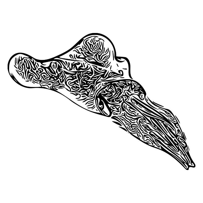 Vintage Cuttlefish