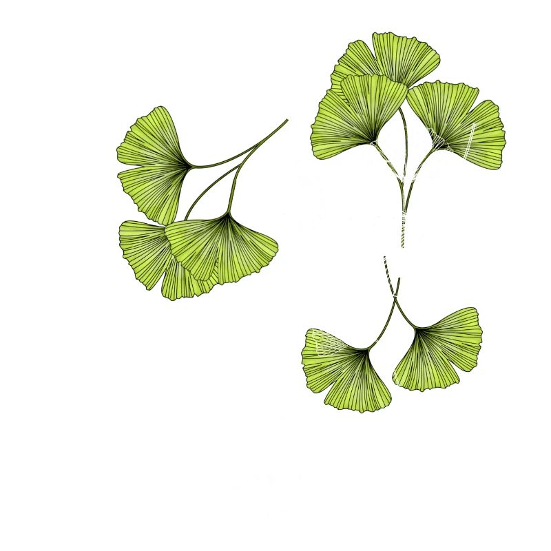 Gingko