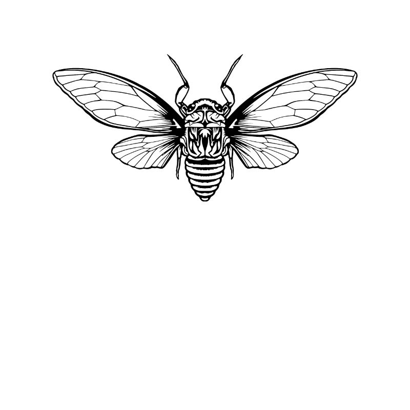 Cicada Cicada Brood Insect