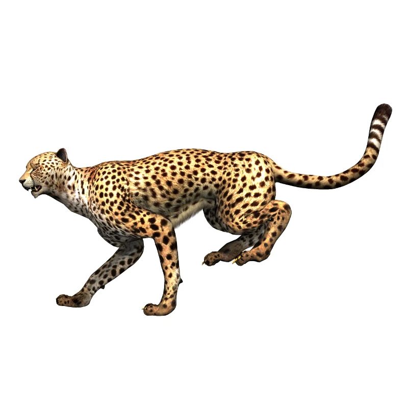 Guépard - Léopard à la course