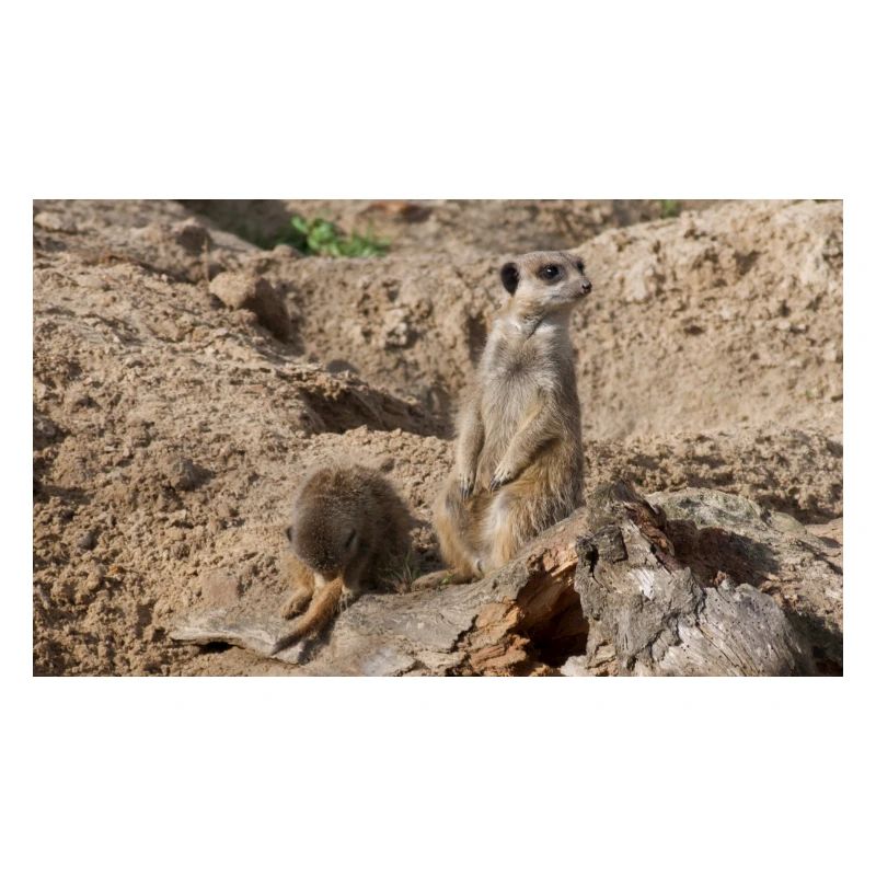 Zwei Erdmännchen
