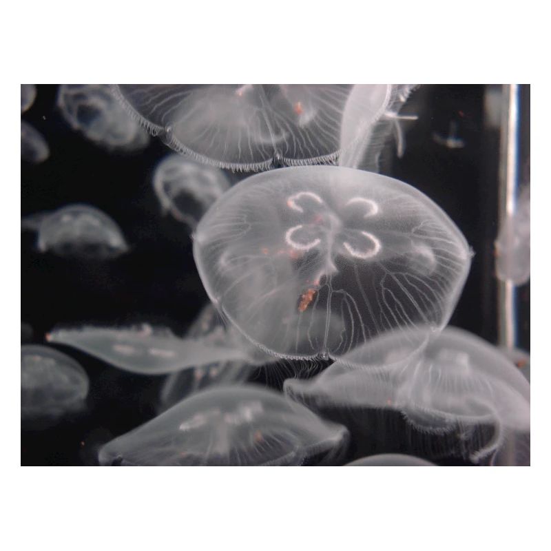 Jellyfish