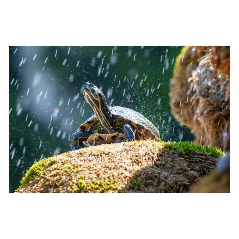 Yellow-bellied slider Trachemys scripta scripta