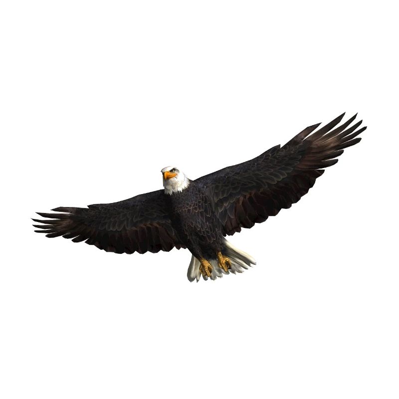 White-tailed Eagle bird of prey Eagle