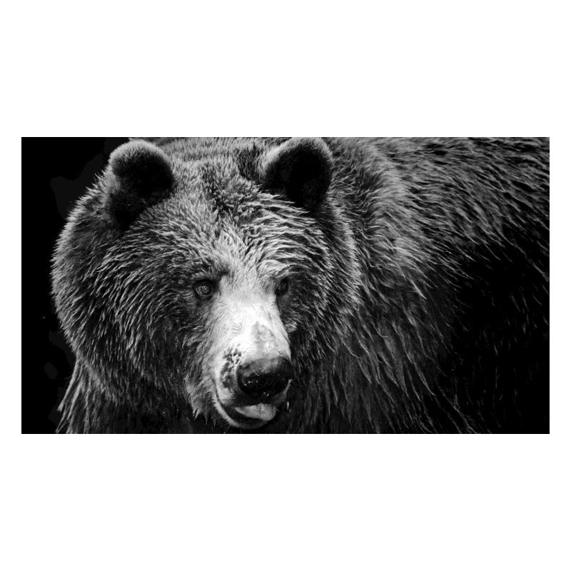 Incontro con Orso Nero / Orso bruno / Grizzly