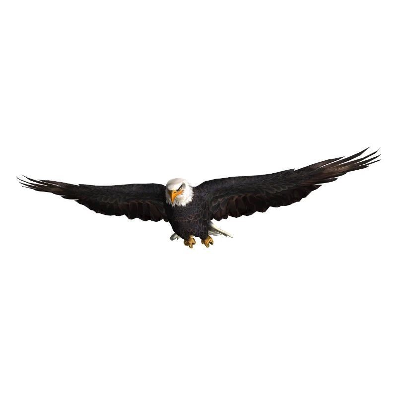 White-tailed Eagle