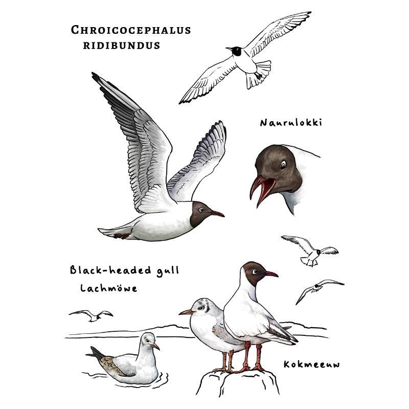 Black-headed gulls