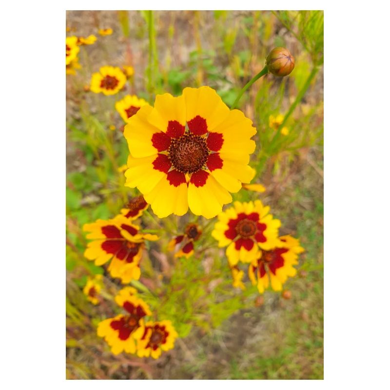 Plains coreopsis also garden tickseed Coreopsis