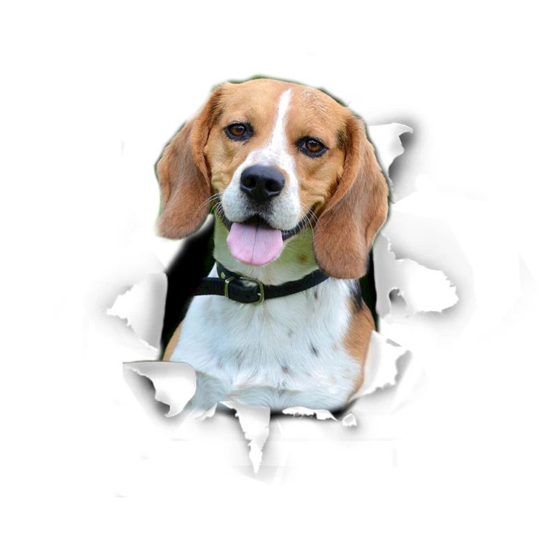 Beagle - Beagle Hund