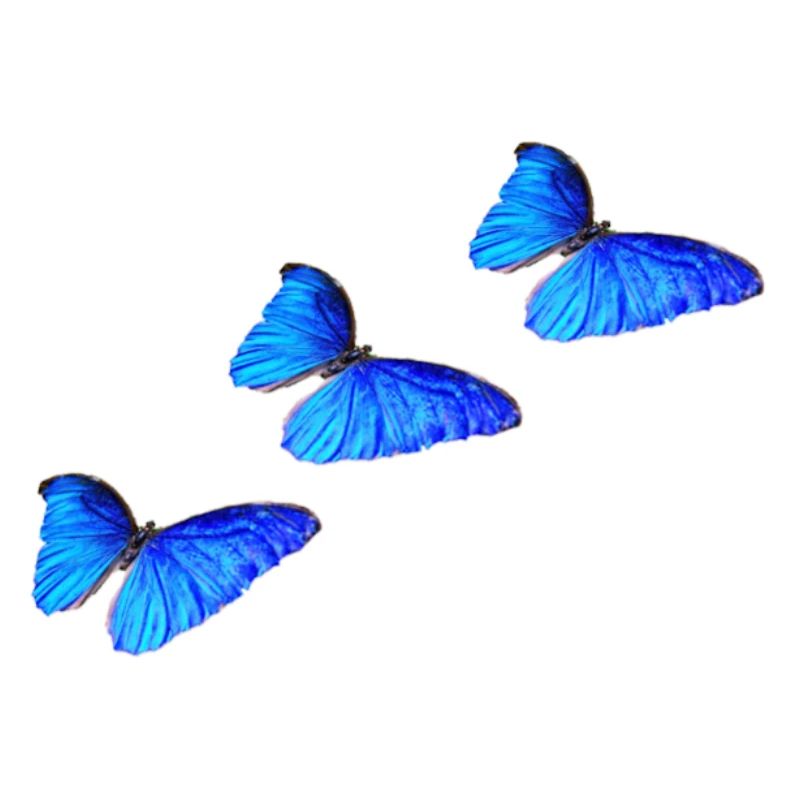 Papillon bleu