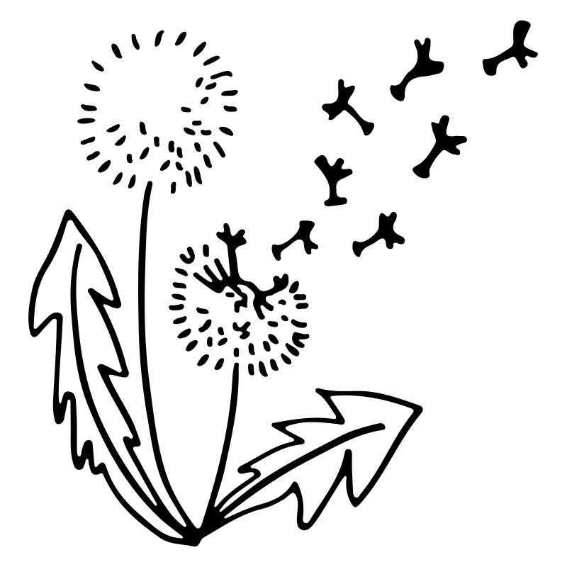 Dandelion dandelion line drawing