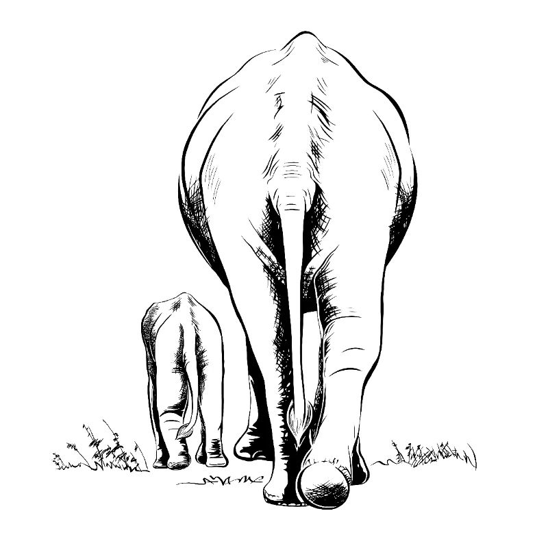 Two Elephants