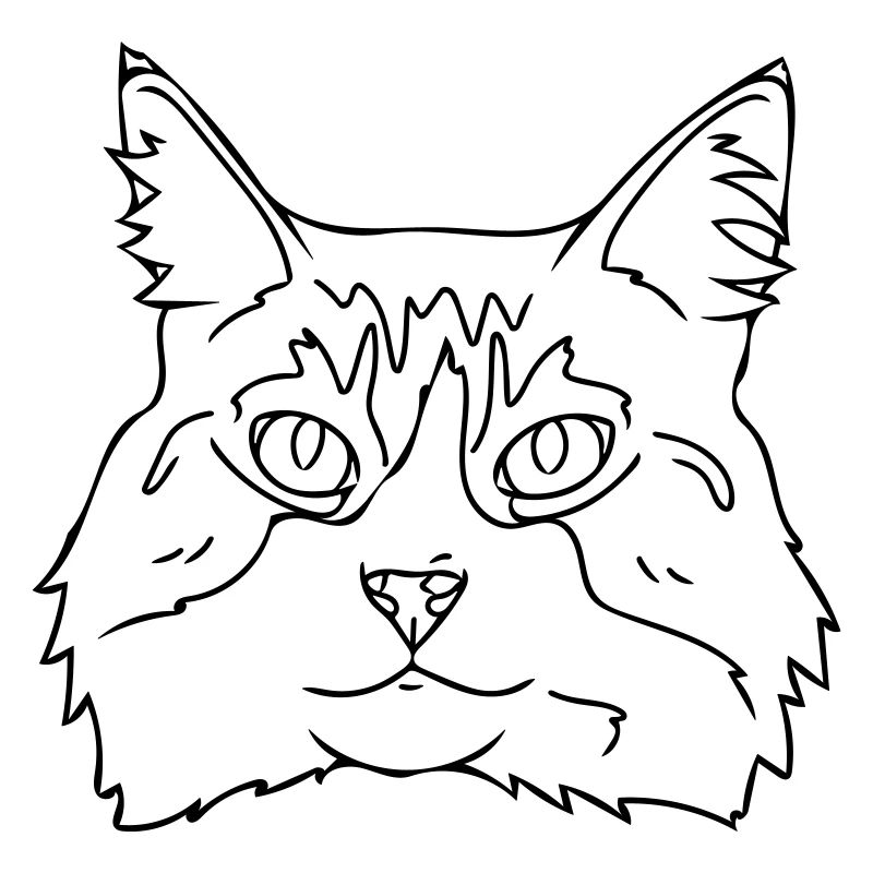 Chat