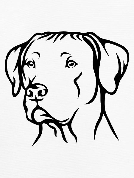 Rhodesian Ridgeback