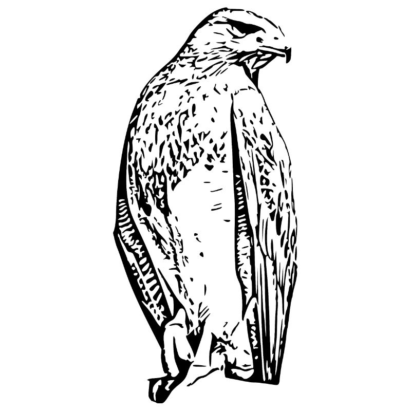 Faucons Oiseaux Oiseaux