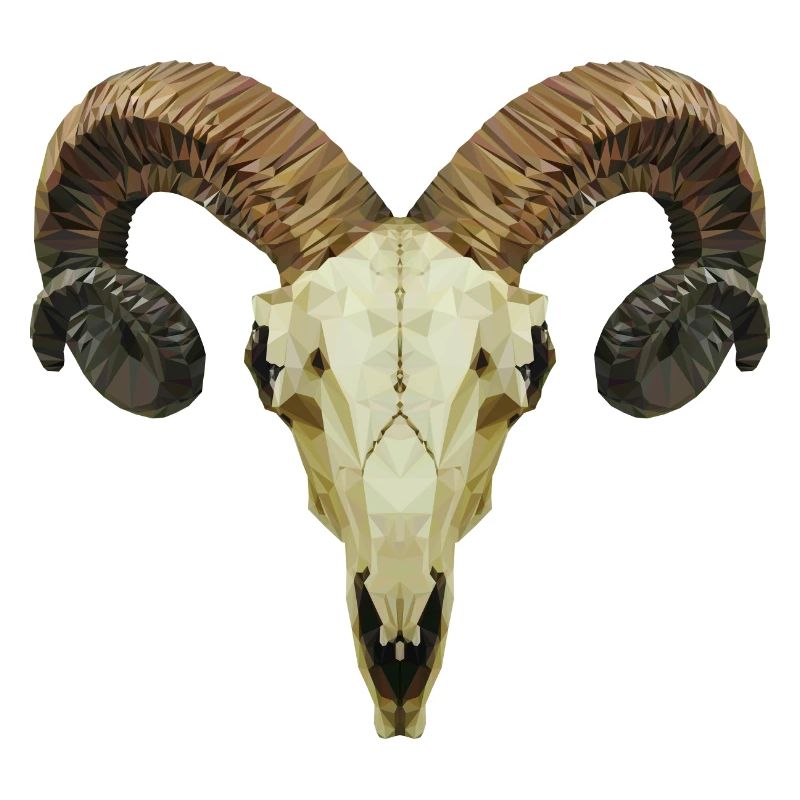 Ram's skull