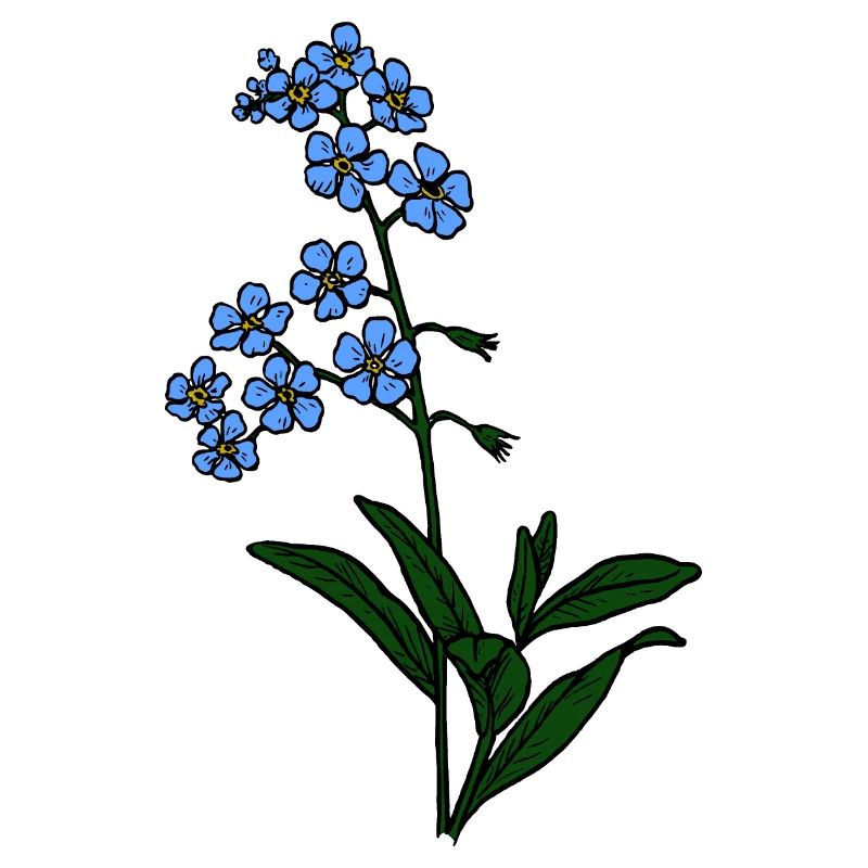Myosotis pas bleu