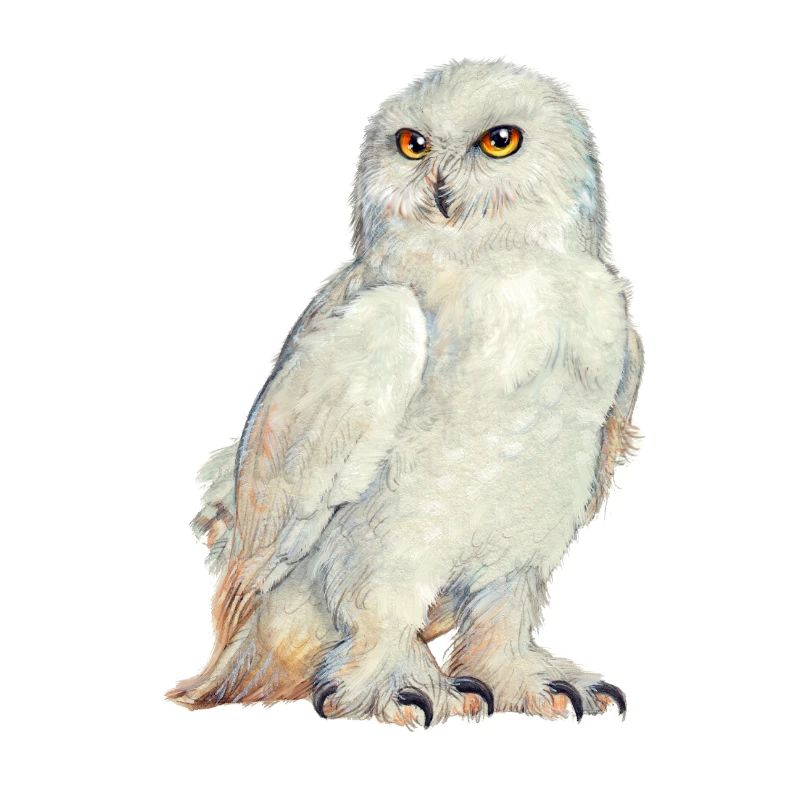 Snowowl