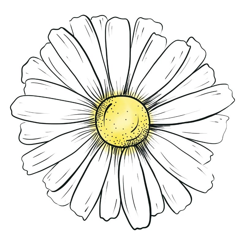 Minimalist daisy