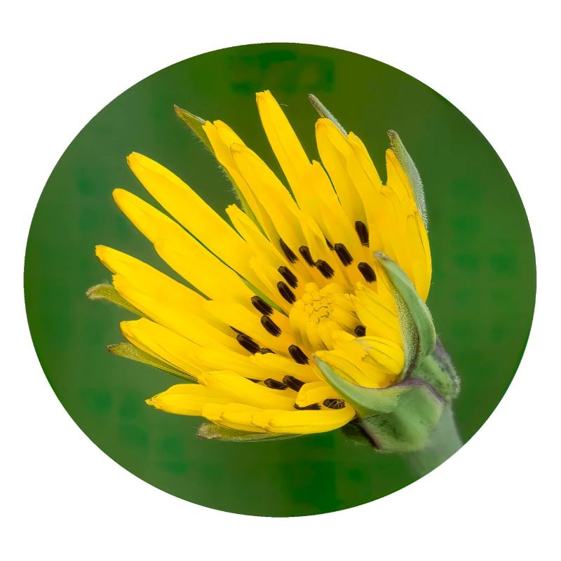 Fleur