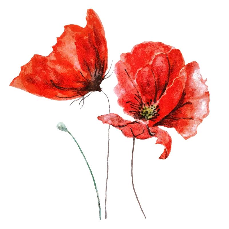 Coquelicots Fleurs de pavot Fleur rouge